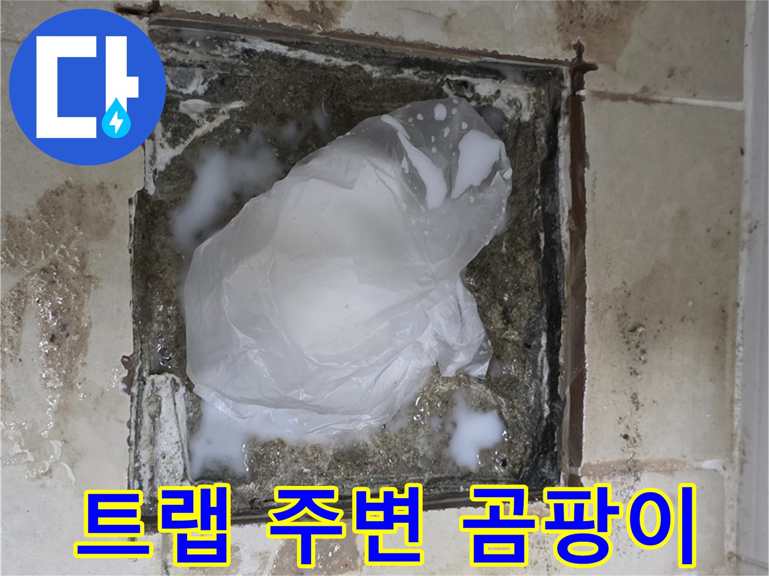 고양시 덕양구 욕실 바닥 누수 - 배수 트랩 주변 곰팡이 제거 작업