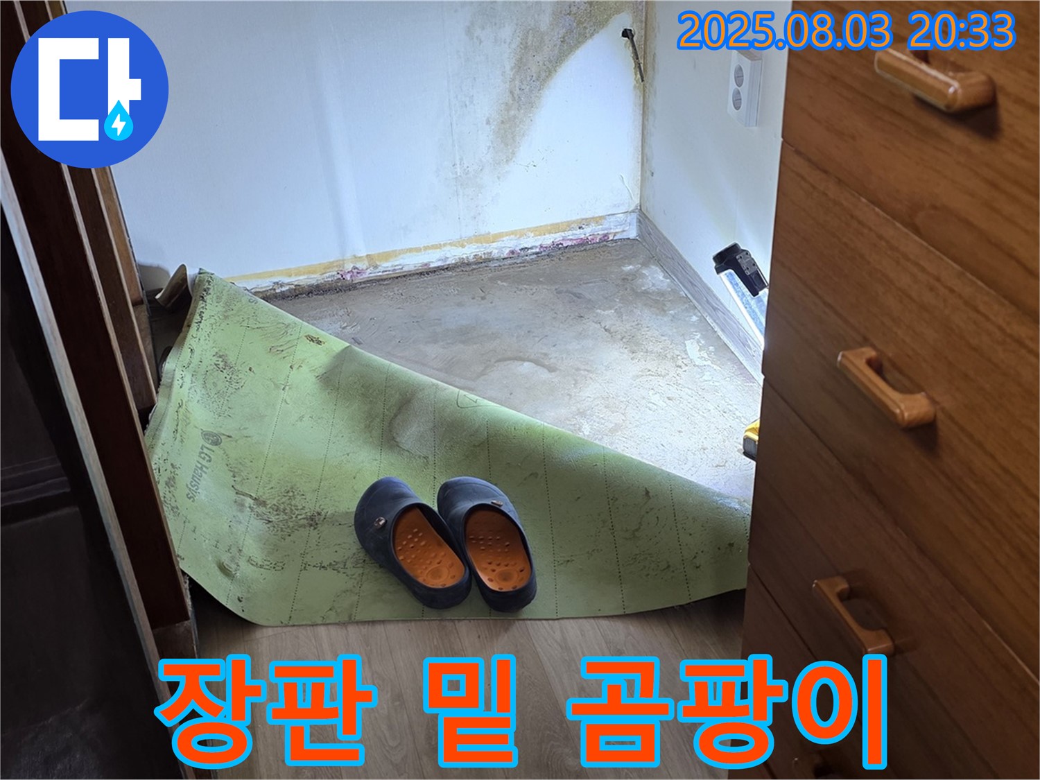 장판 밑 곰팡이 - 습기와 곰팡이의 콜라보