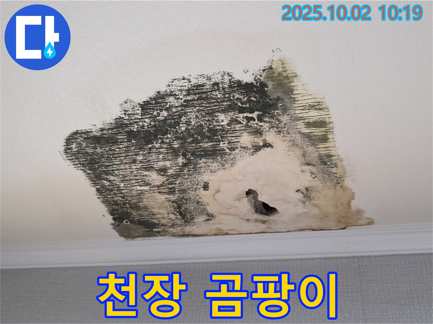 양주시 남면 신산리 주택 천장에 광범위하게 발생한 곰팡이 - 누수로 인한 습기가 곰팡이 번식의 원인입니다.