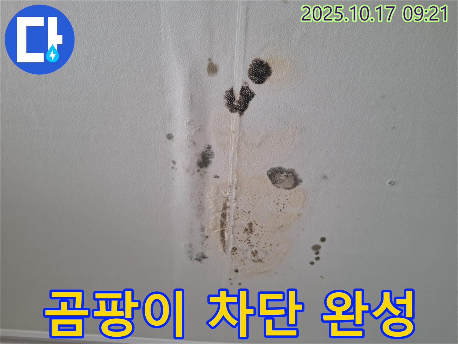 판교 삼평동 봇들마을 아파트 누수 - 곰팡이 완벽 차단 성공 - 2단지 쾌적한 보금자리