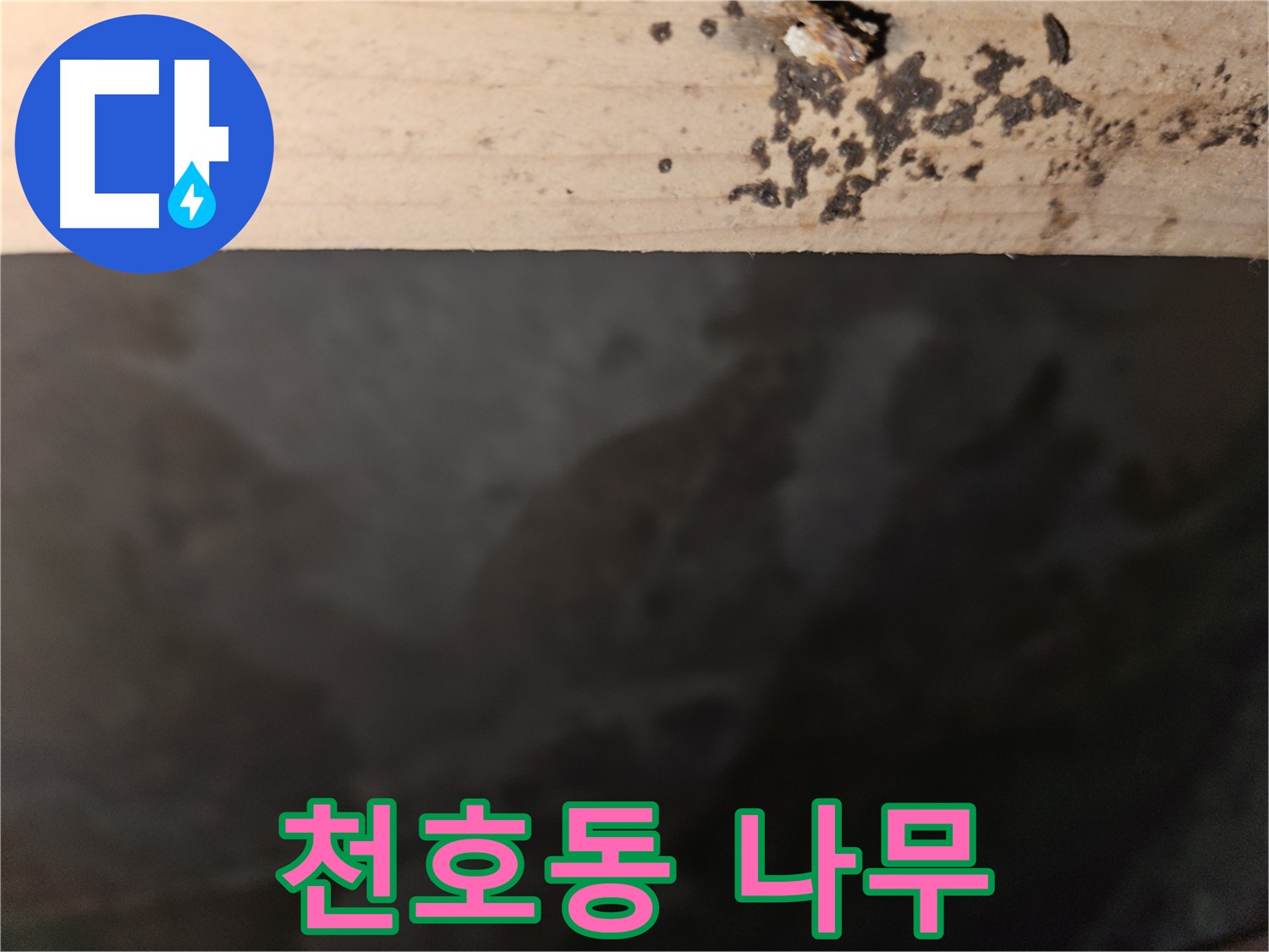 강동구 천호동 누수 - 나무 겉면 곰팡이 - 최고