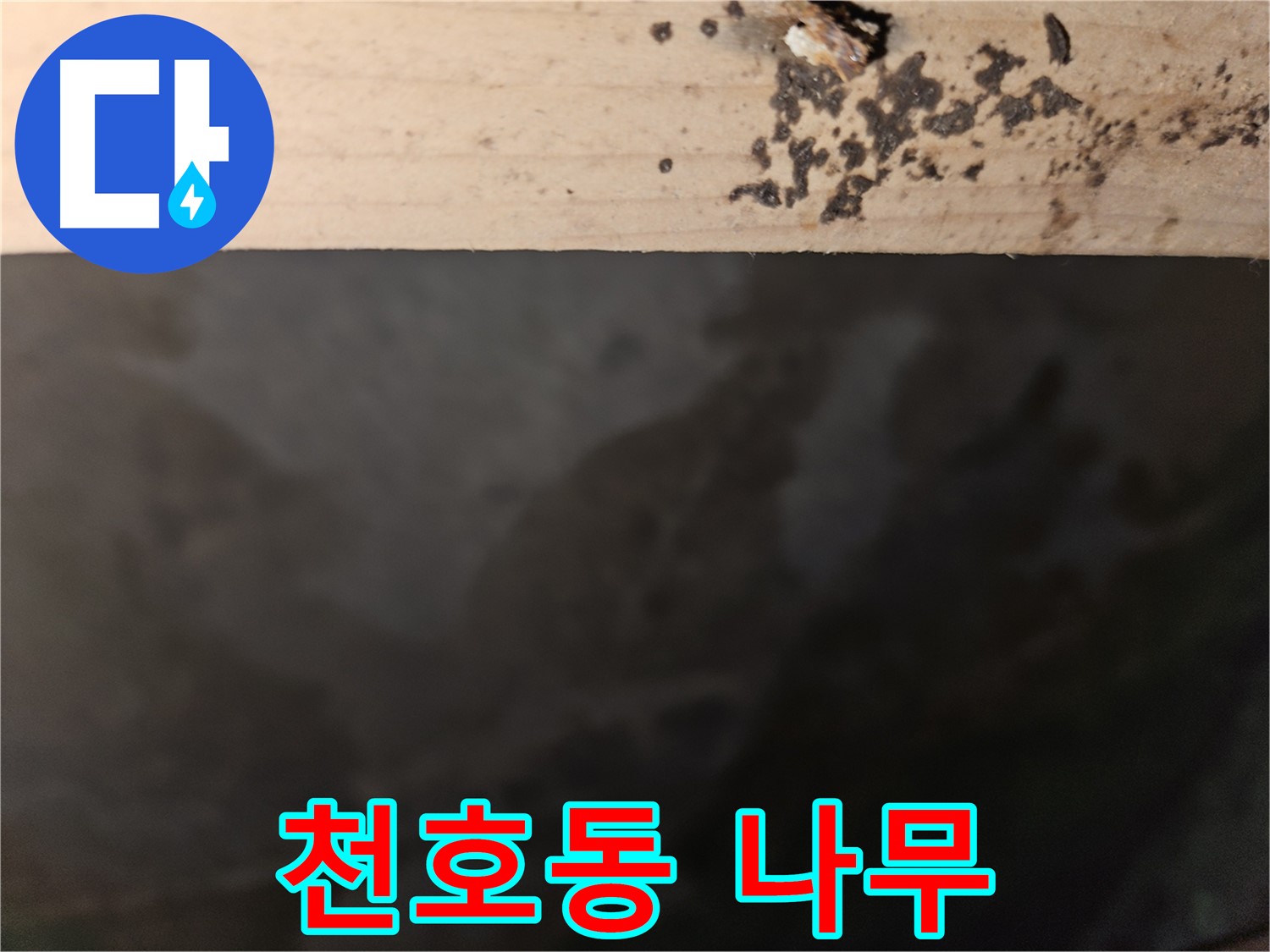 천호동 누수탐지 - 나무 겉면 곰팡이 분석 - 해결