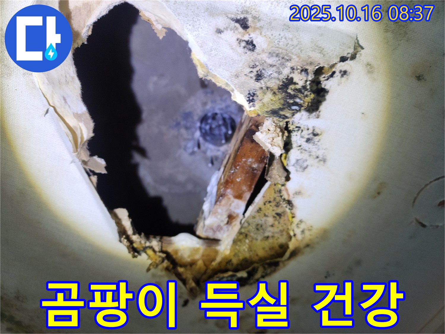 양주시 남면 경신리 주택 천장 - 곰팡이가 득실거리는 천장 - 건강에 적신호가 켜졌습니다.