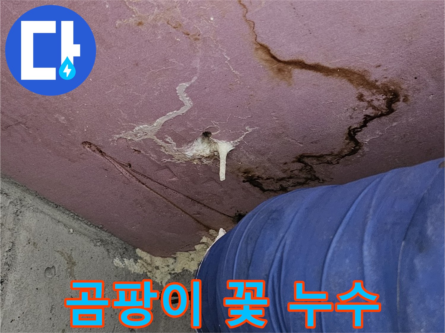 엘리시안 A동 곰팡이 꽃 - 누수 해결 먼저