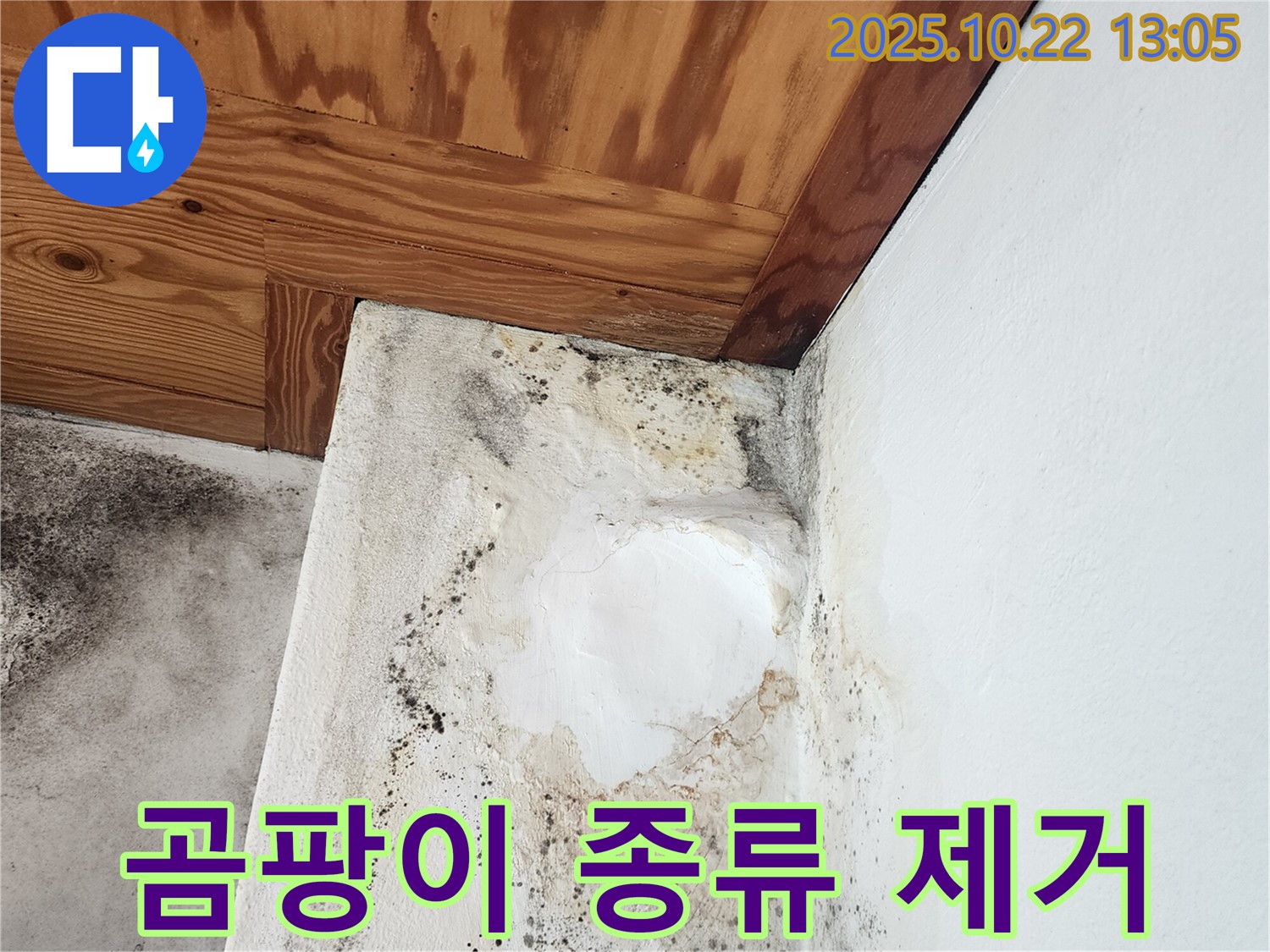 양주 누수탐지 전문 - 곰팡이 종류별 맞춤 제거 및 방지 시공