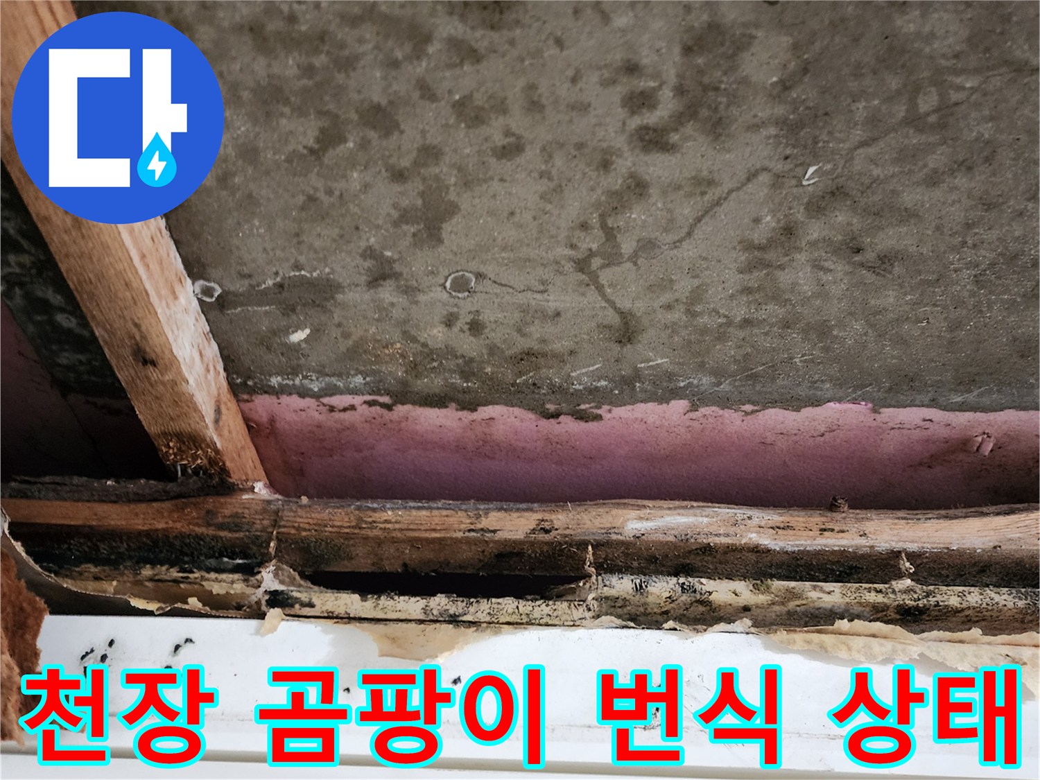 누수로-인한-천장-석고보드-곰팡이-상태