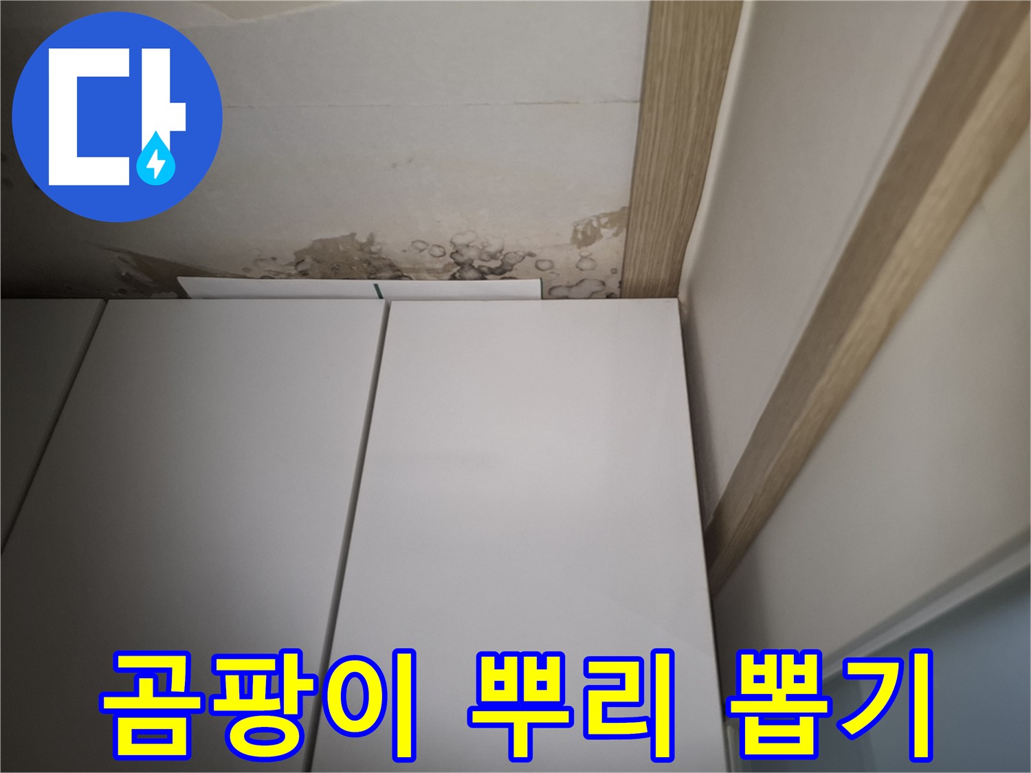 장롱 위 천장의 곰팡이를 뿌리까지 뽑아 제거하는 모습 - 재발 방지가 중요합니다.