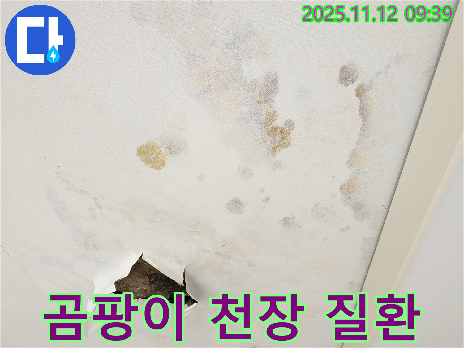 곰팡이 천장 - 호흡기 질환 - 건강 적신호