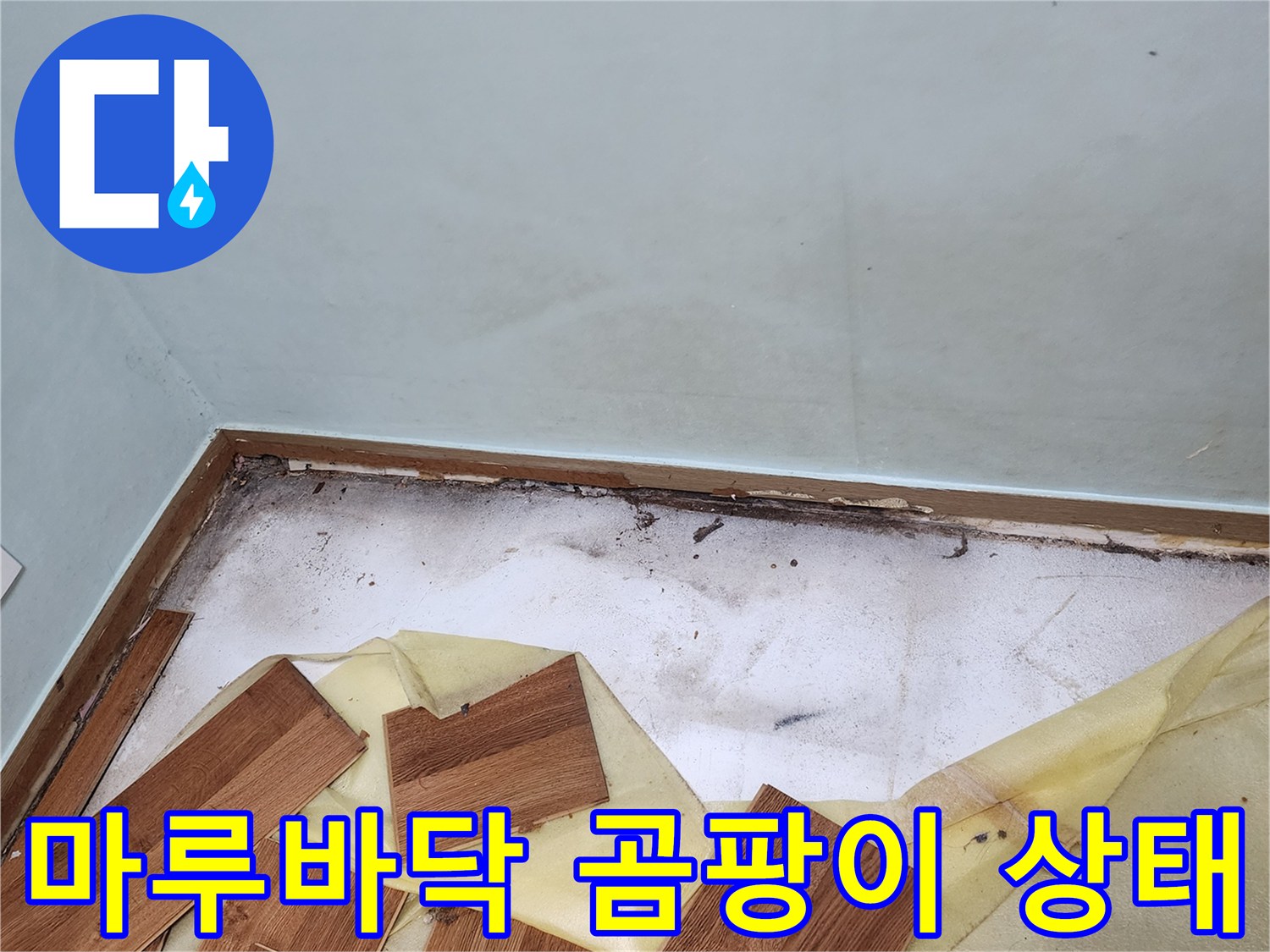 마루를 걷어낸 후 발견된 벽체 하단 곰팡이와 습기 현상