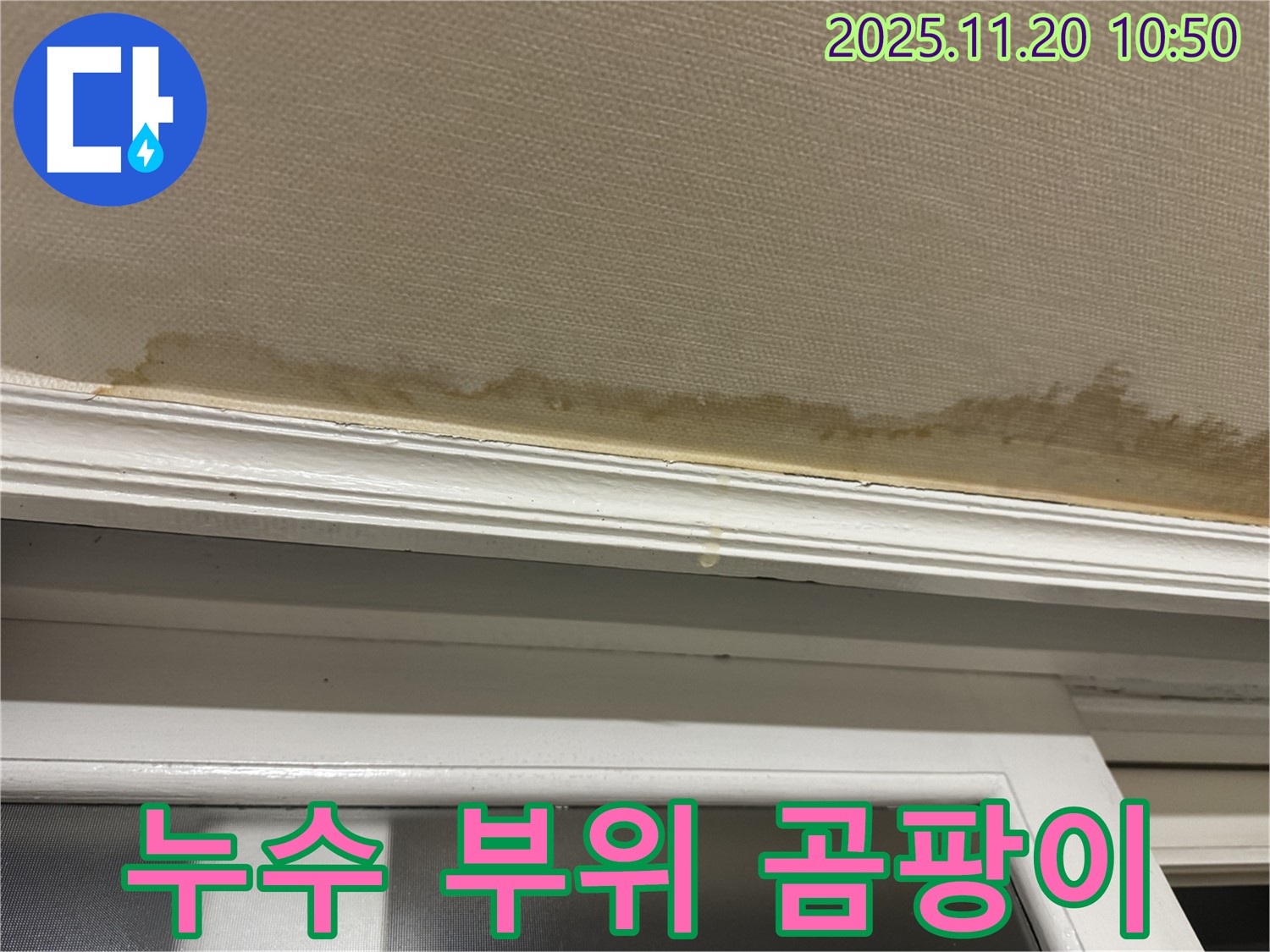 곰팡이 발생 - 건강 위협 - 곰팡이 제거