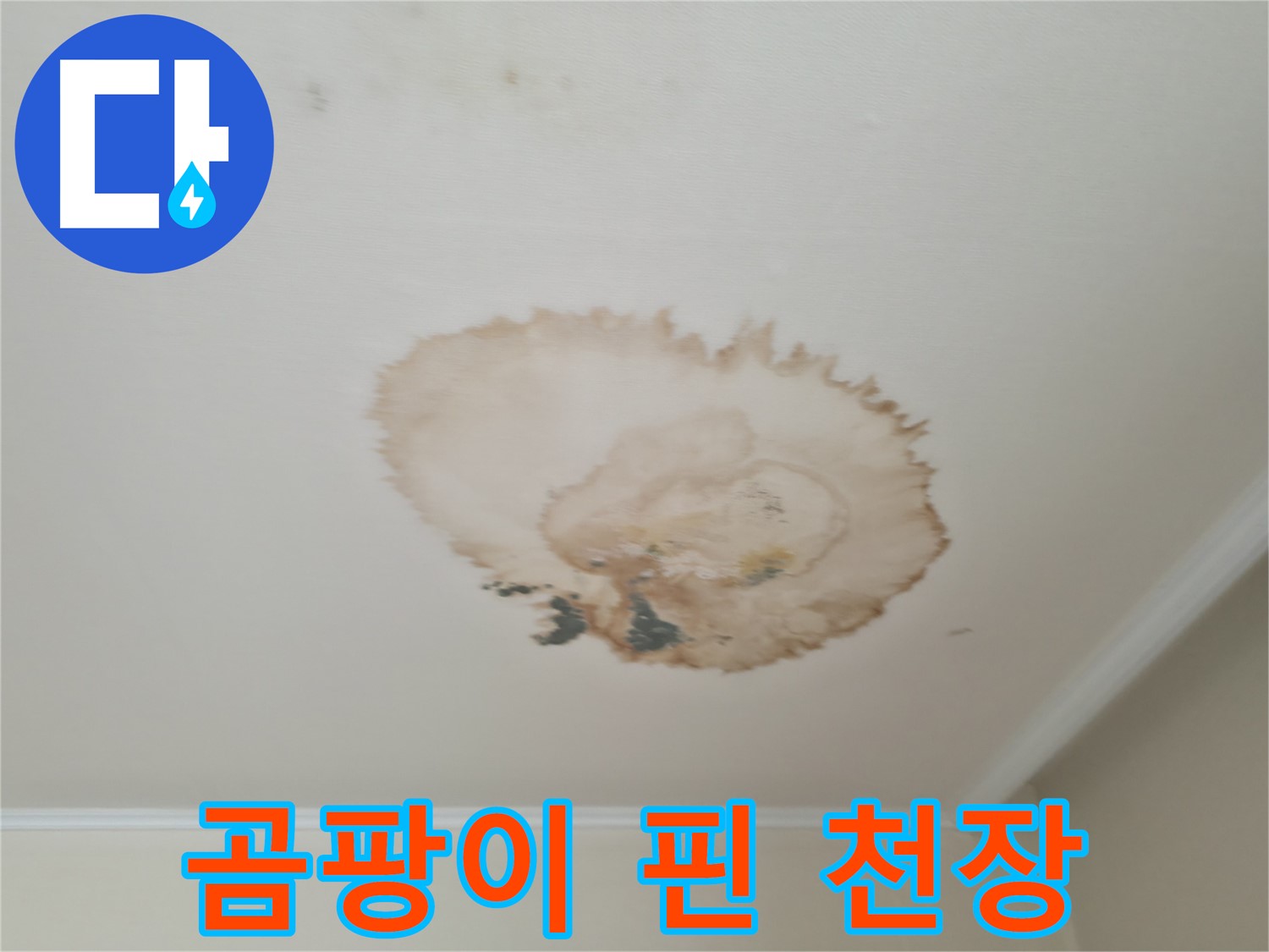 곰팡이 핀 천장 - 누수 흔적 - 서대문구 누수탐지 및 제거