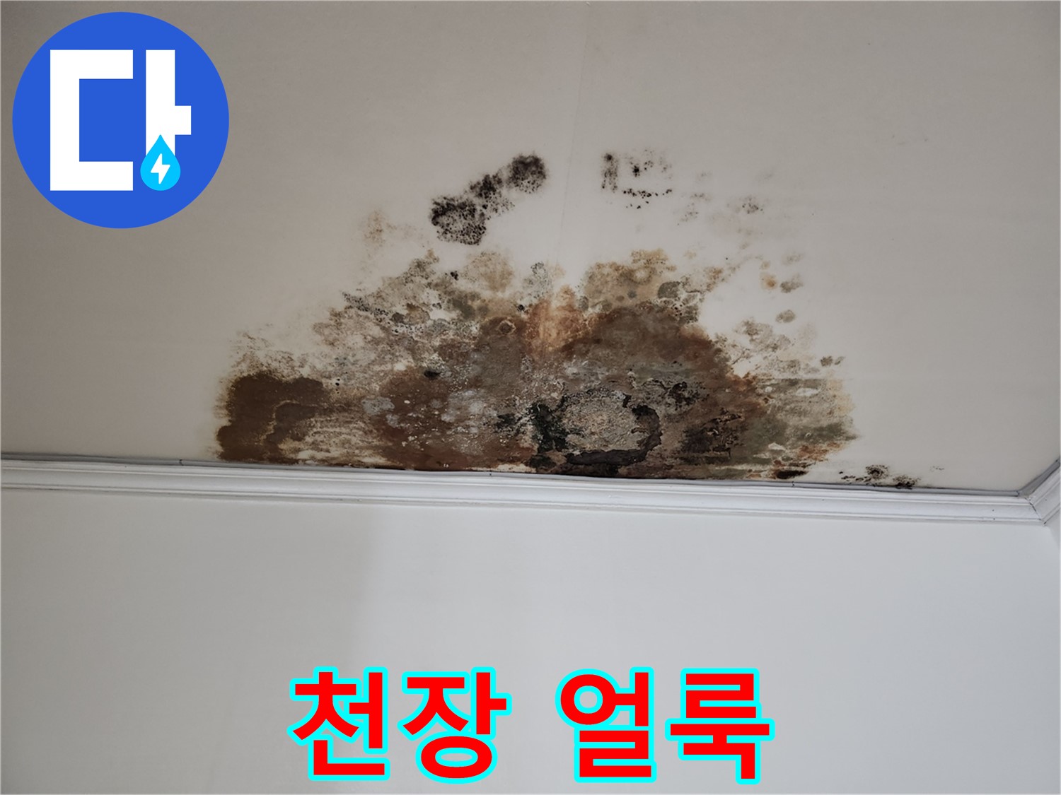 용강동 누수 - 곰팡이로 얼룩진 천장