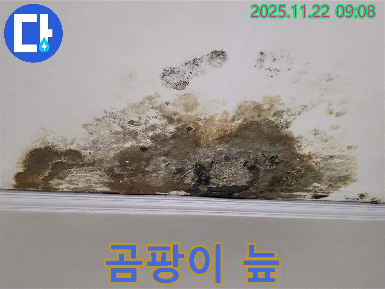 용강동 아파트 누수 - 곰팡이 늪 탈출, 깨끗한 천장으로 변신!