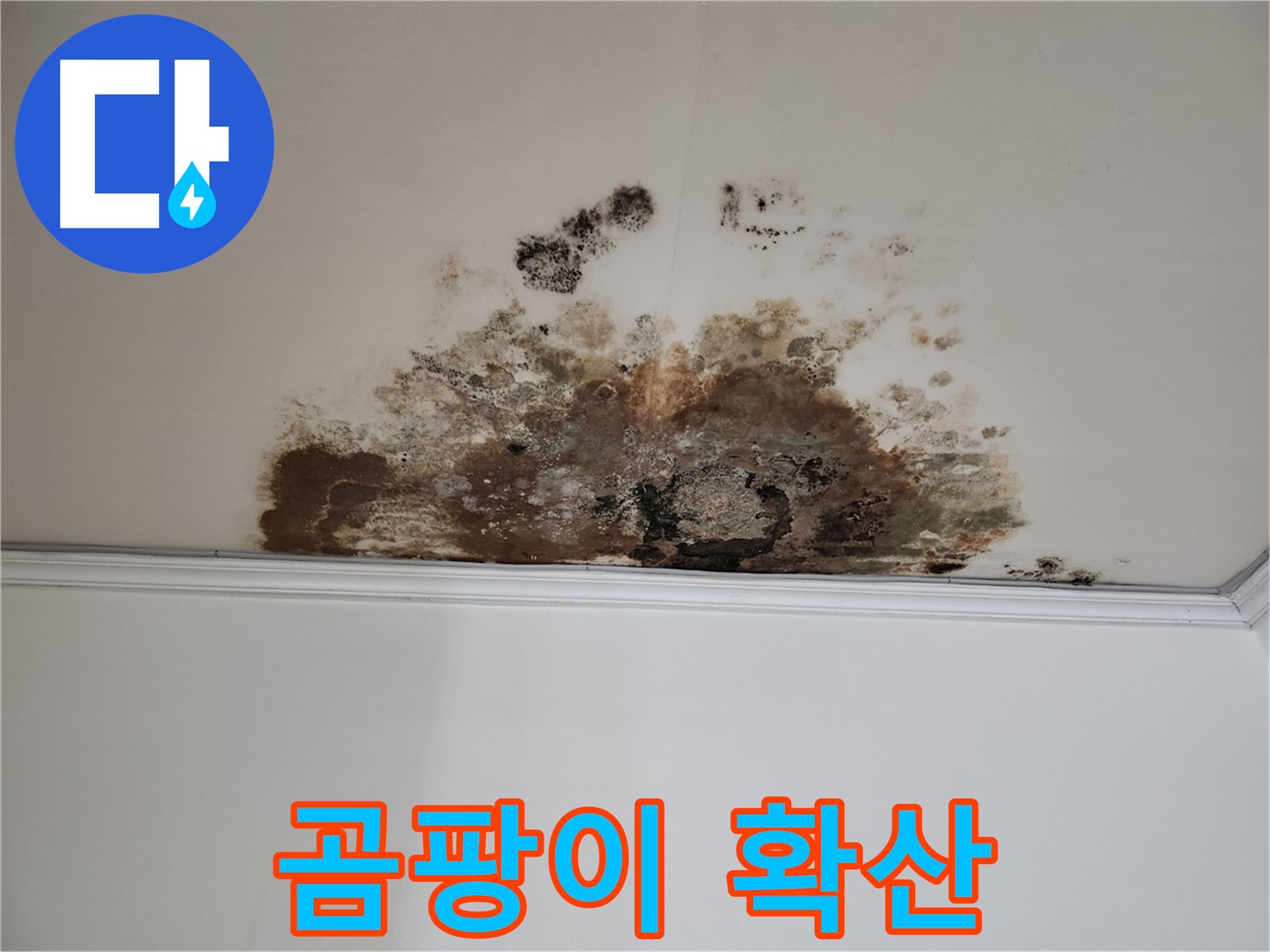 용강동 아파트 누수 - 천장에 곰팡이 확산