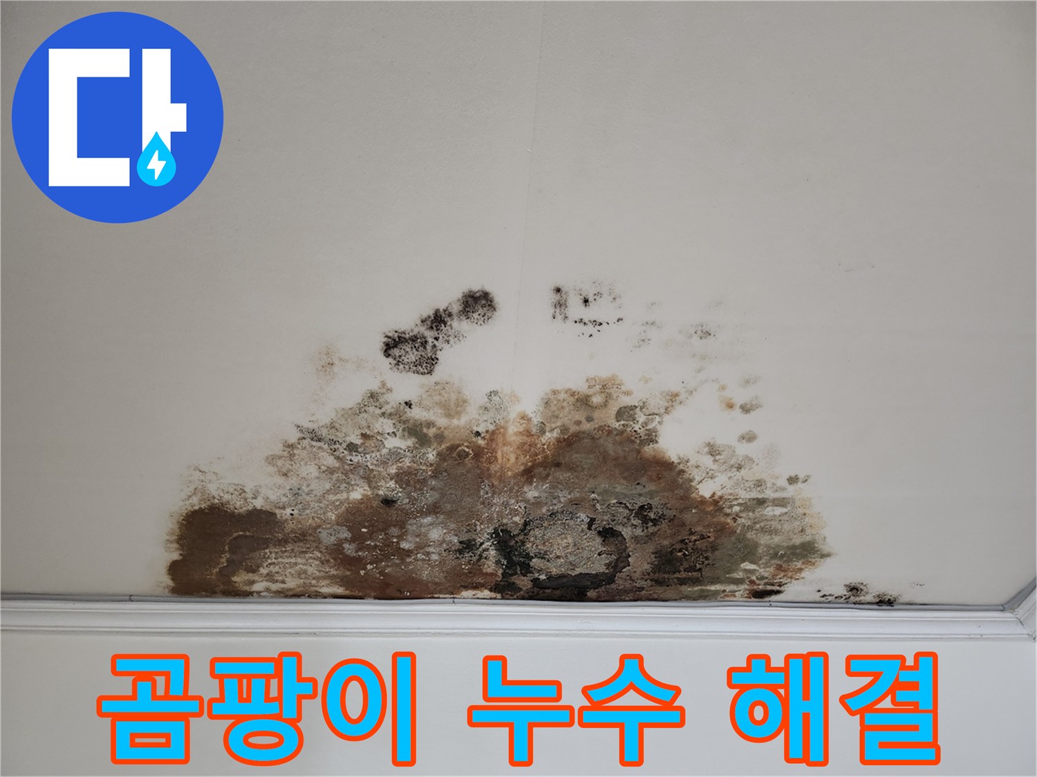 용강동 천장 곰팡이 누수 - 확실한 해결, 곰팡이 걱정 끝