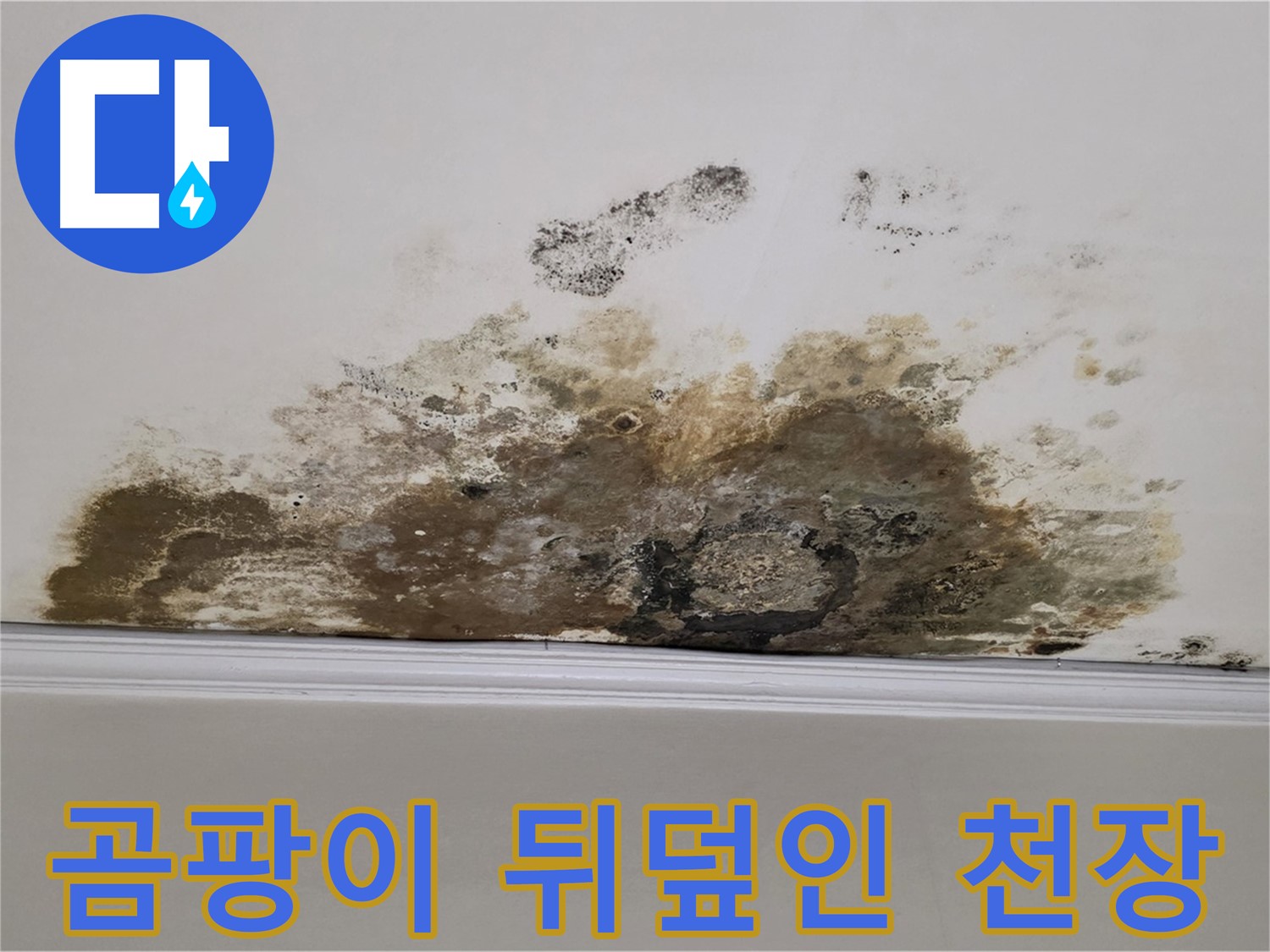 용강동 현대홈타운 아파트 누수 - 곰팡이로 뒤덮인 천장 - 긴급 상황, 빠른 해결