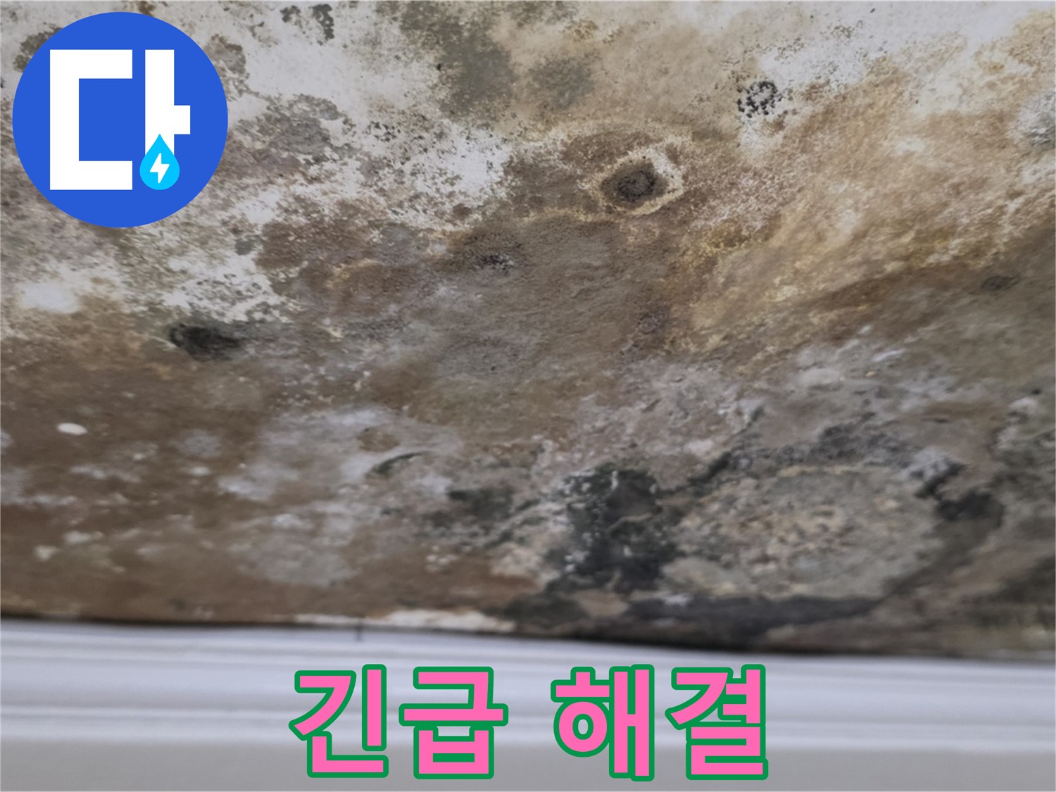 현대홈타운 곰팡이 천장 - 긴급 해결이 필요한 상황입니다.