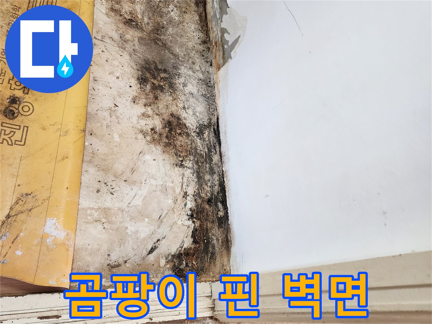 포천 현장-물샘으로 인한 벽지 하단 곰팡이 오염 상태
