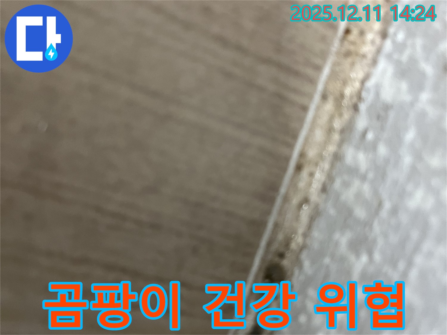 곰팡이 건강 위협 - 누수로 인한 곰팡이는 건강에 악영향을 미칠 수 있음