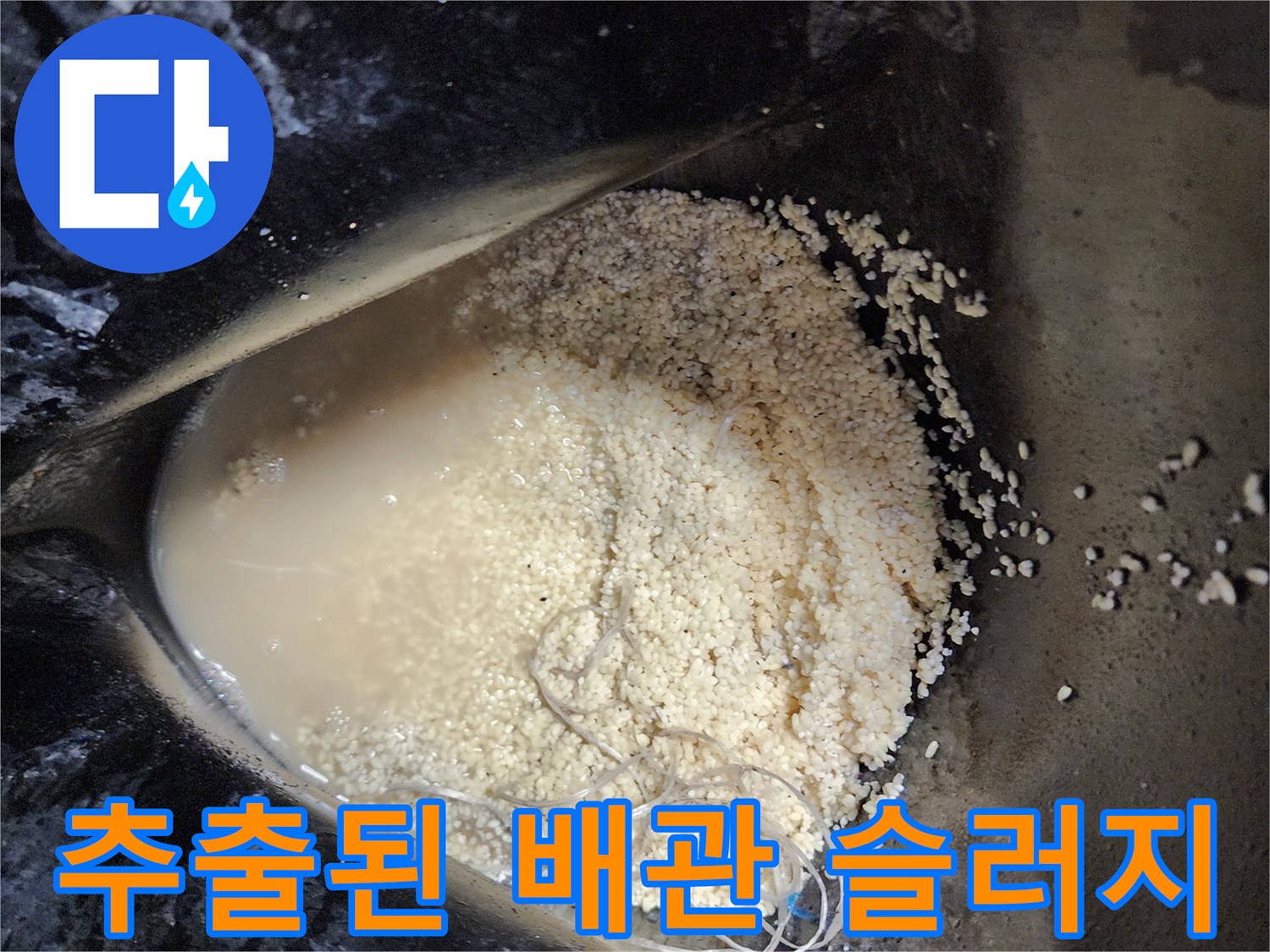 배수관에서 뽑아낸 누런색 유지방 퇴적물과 오수