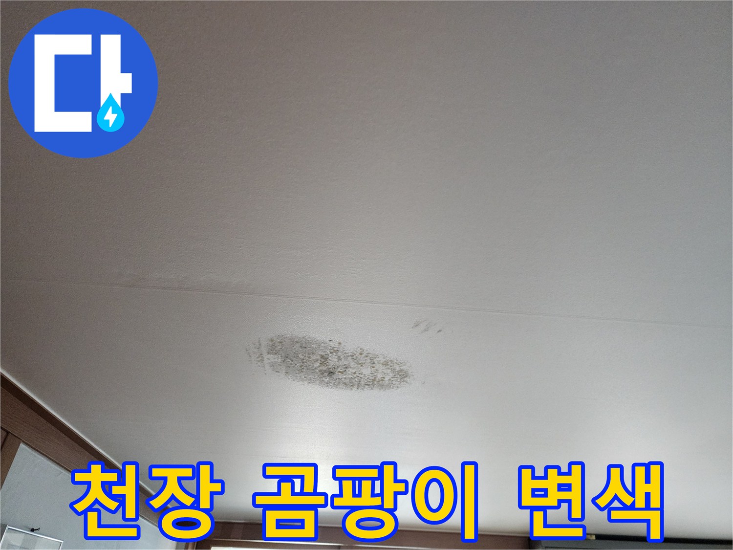 천장 도배지의 젖은 부위와 곰팡이 발생 현황