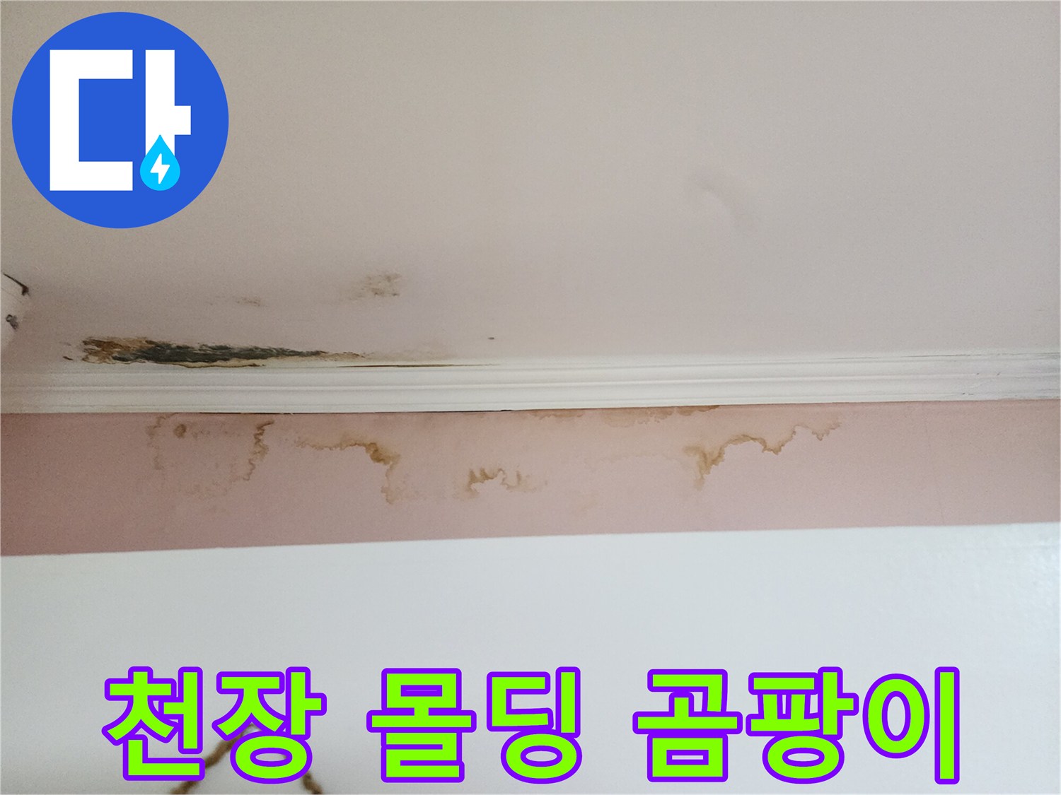 천장 몰딩 부근의 젖은 흔적과 곰팡이 발생