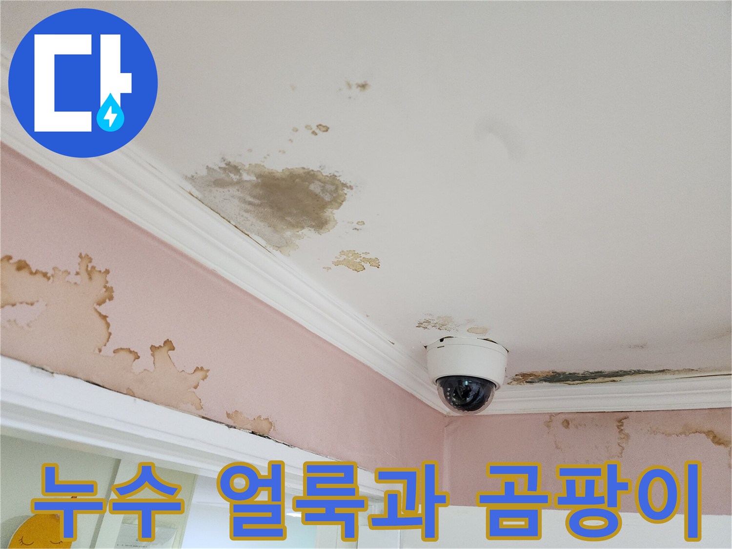 천장 몰딩 주변의 심한 변색과 곰팡이 오염 부위