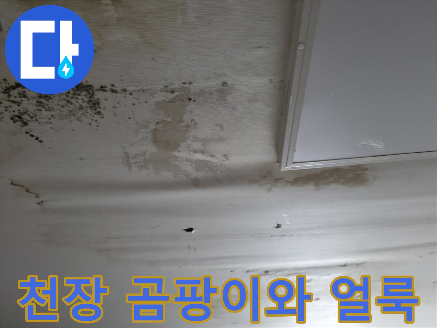 세탁실-천장-부분의-심한-곰팡이와-습기-얼룩