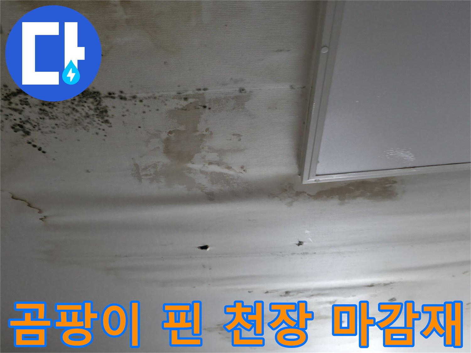 천장 벽지에 발생한 심한 곰팡이와 물자국 현황
