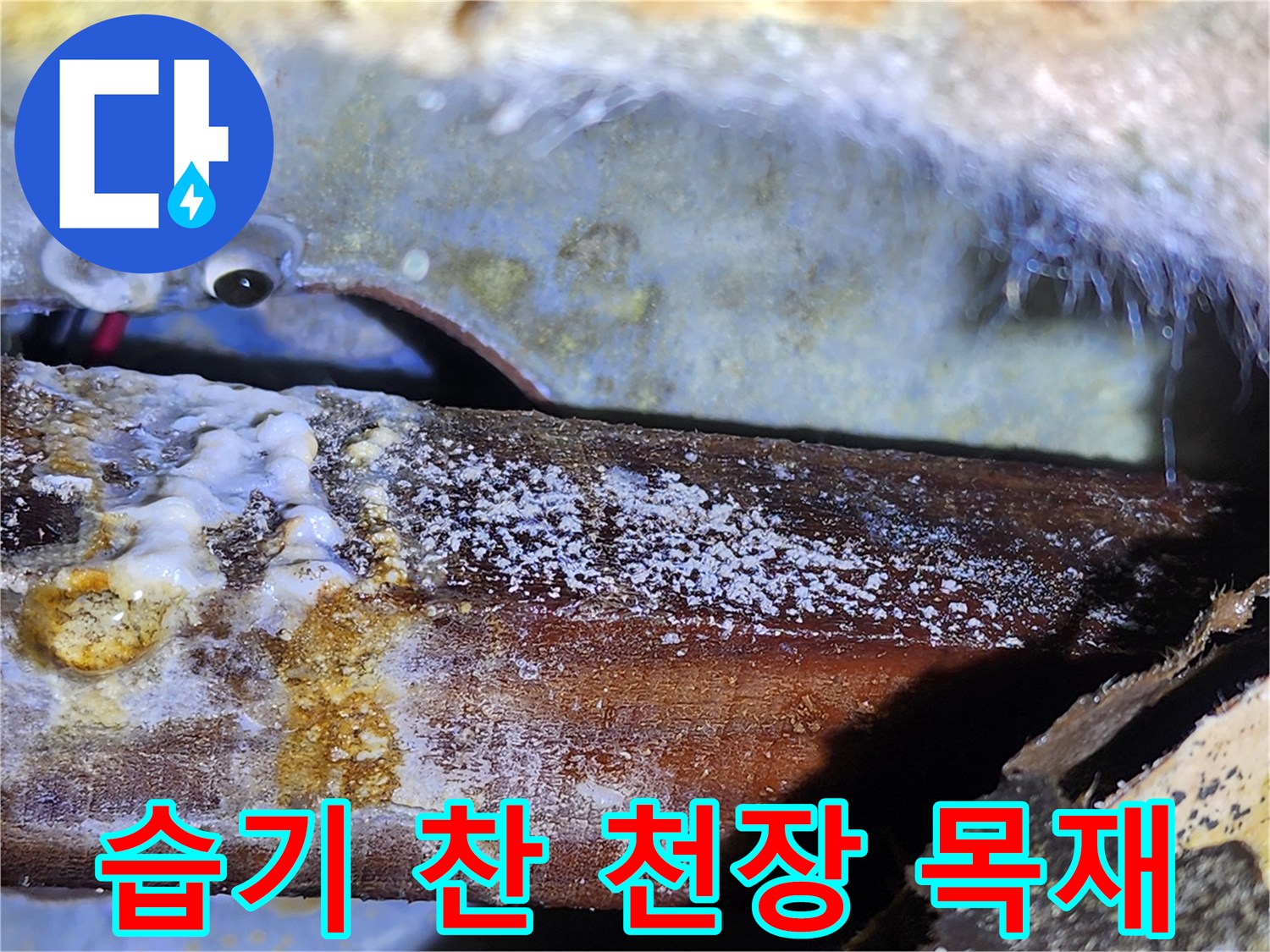 오염된 천장재-물샘으로 인해 하얗게 변한 나무 구조물