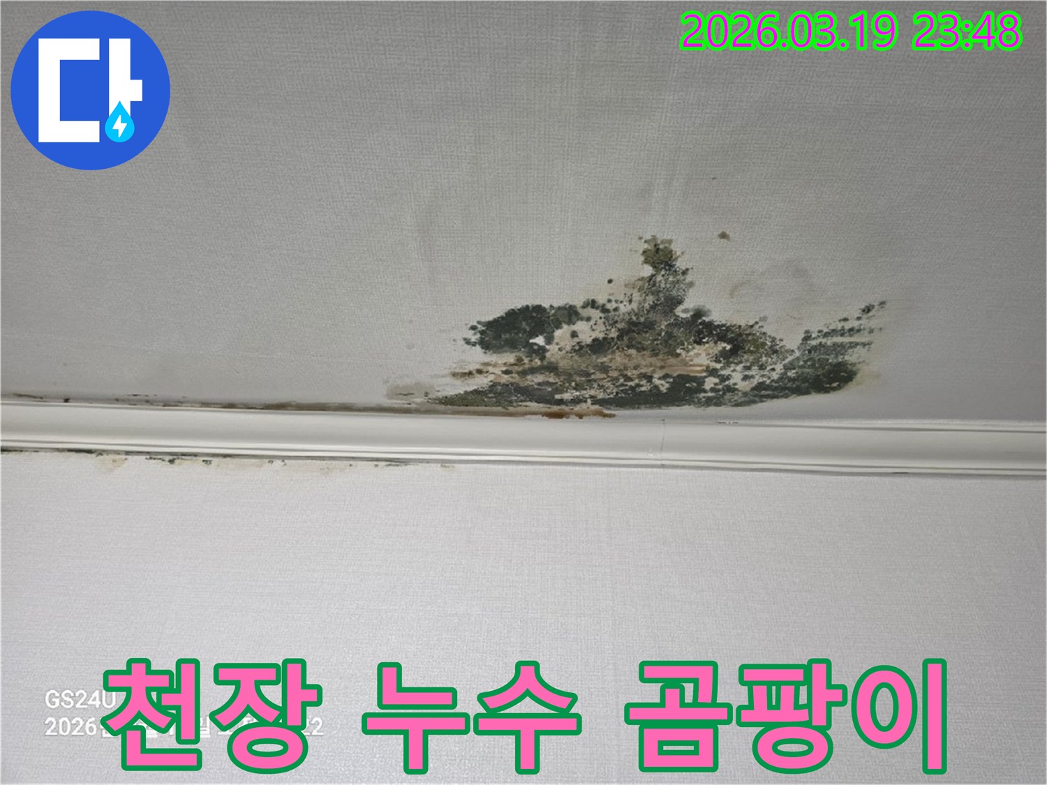 천장-벽지에-광범위하게-퍼져있는-누수-곰팡이-현장을-촬영한-사진