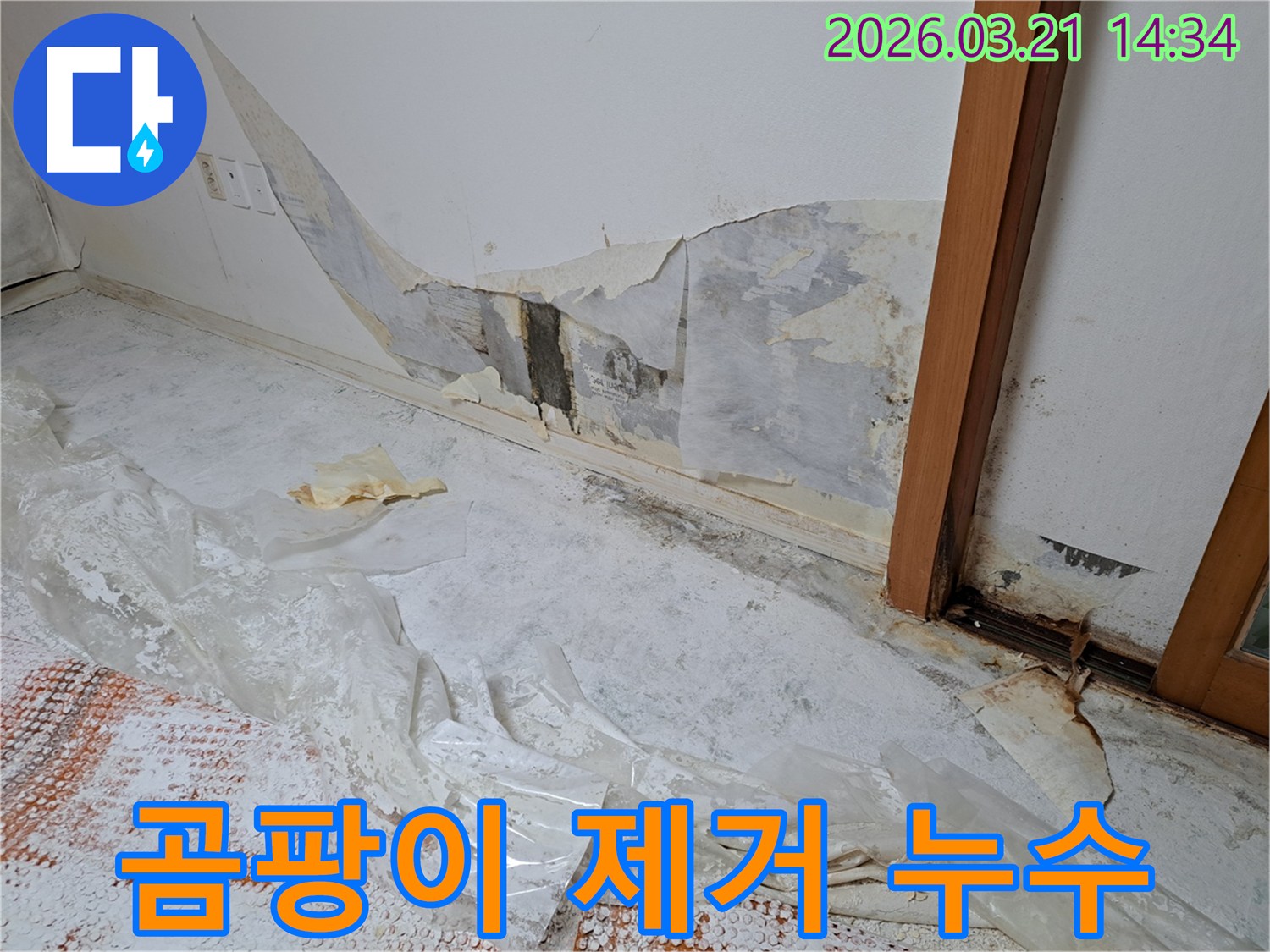 누수로-인해-벽지에-심하게-번식한-곰팡이를-제거하기-위한-준비-현장