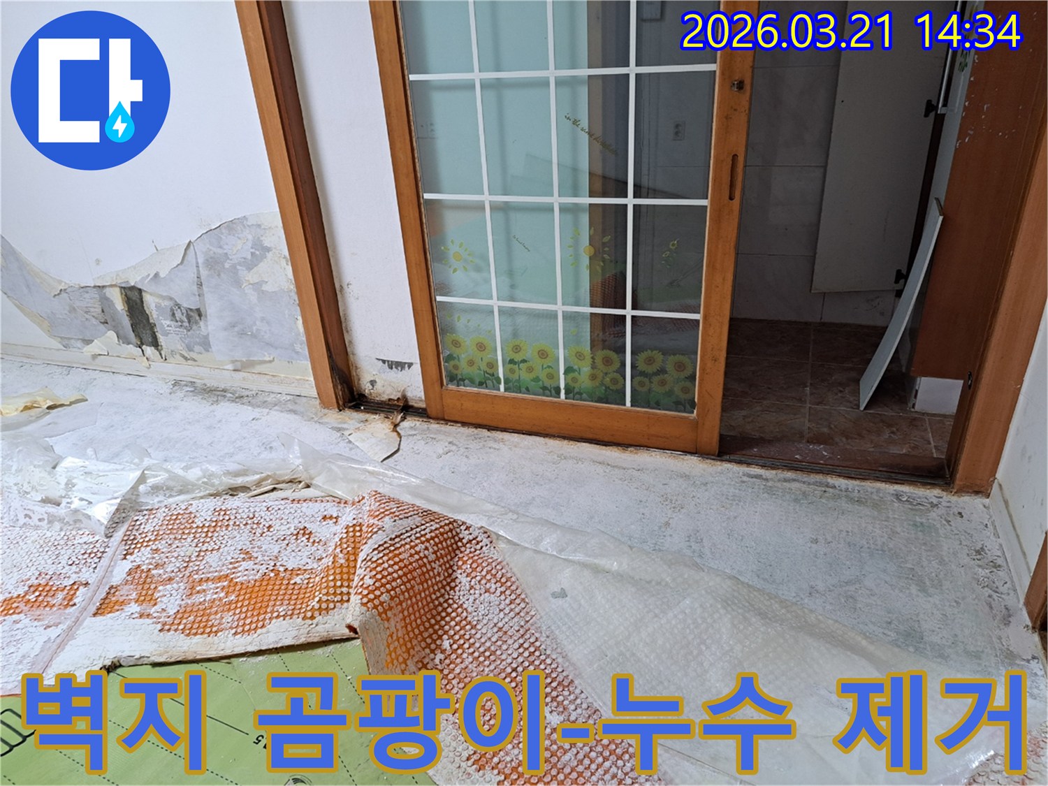 독산동 주택에서 발생한 누수로-벽지에 곰팡이가 심하게 번식하고-벽지가 훼손된 현장과-누수 제거 및 복구 작업을 위한 준비입니다.