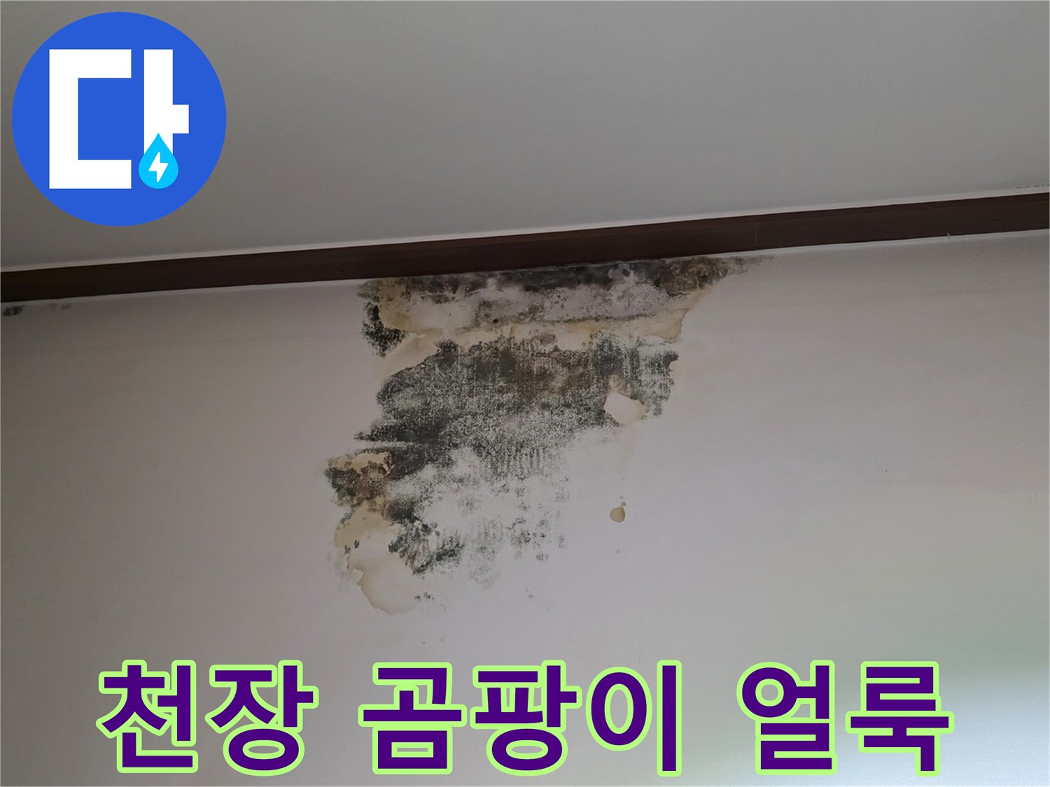 중원구 현장-아랫집 거실 천장의 곰팡이 오염 상태