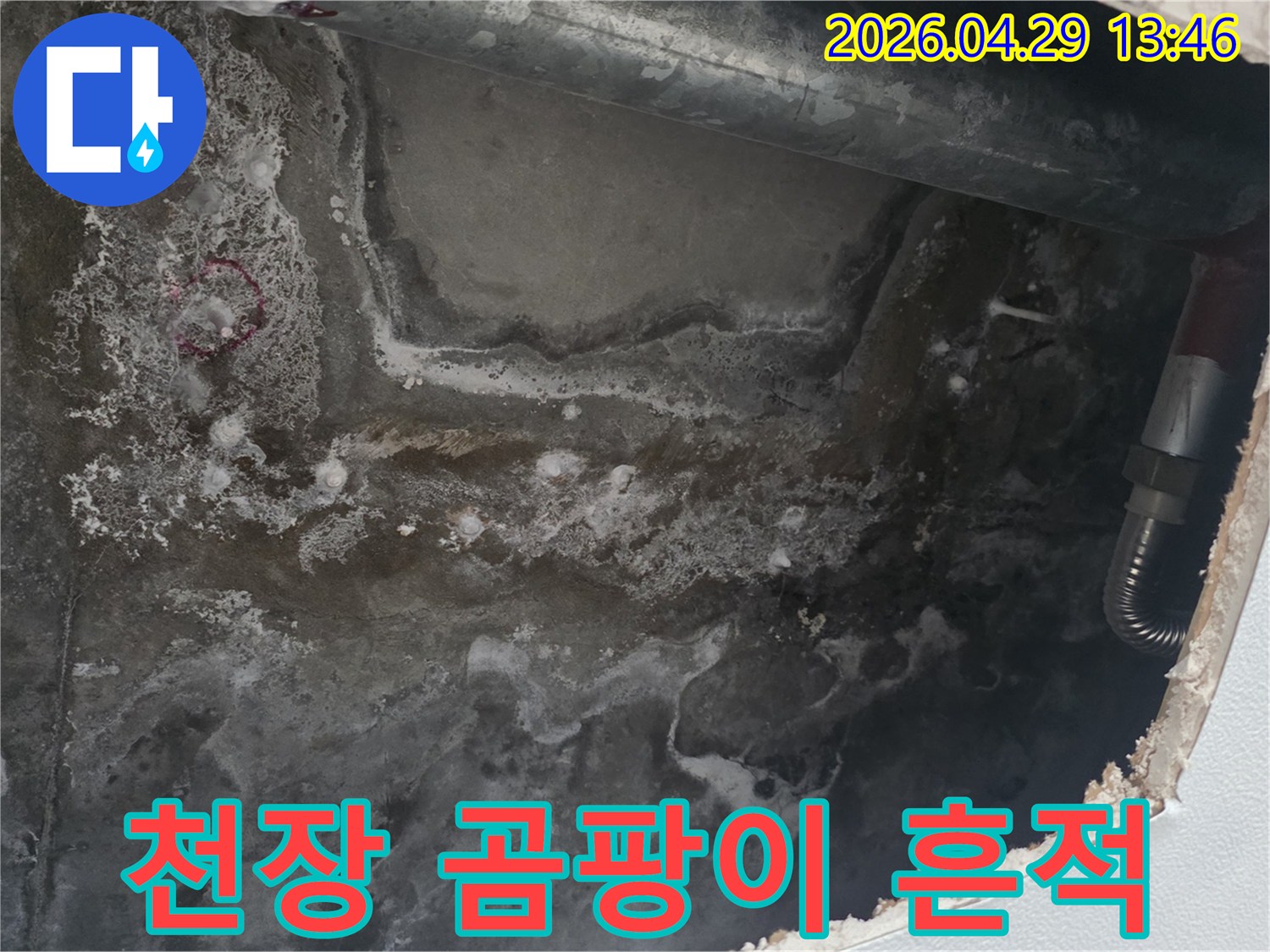 천장 콘크리트 표면에-누수로 인한 물자국과-검은 곰팡이가 광범위하게 퍼진 모습입니다.