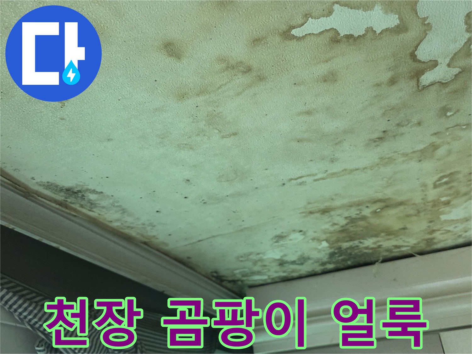 인천 유동 빌라 천장의 심한 물자국과 곰팡이 상태