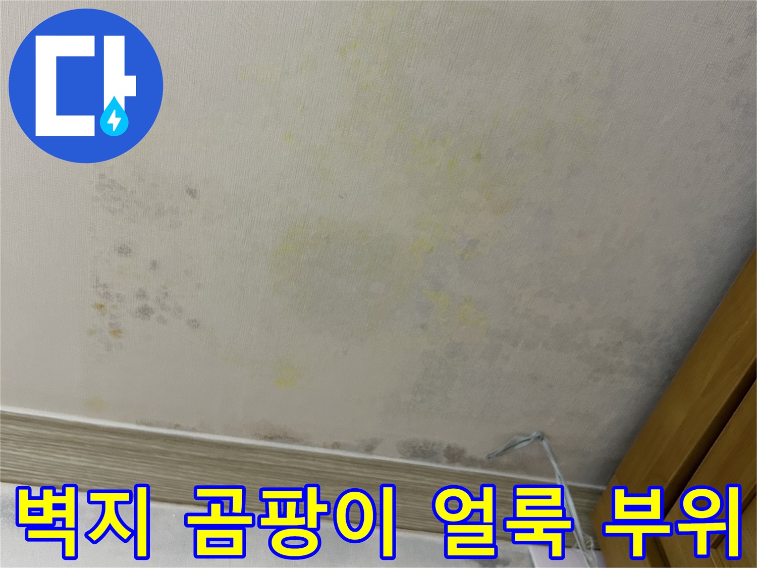 천장 벽지 하단-물샘으로 인한 곰팡이 발생 상태