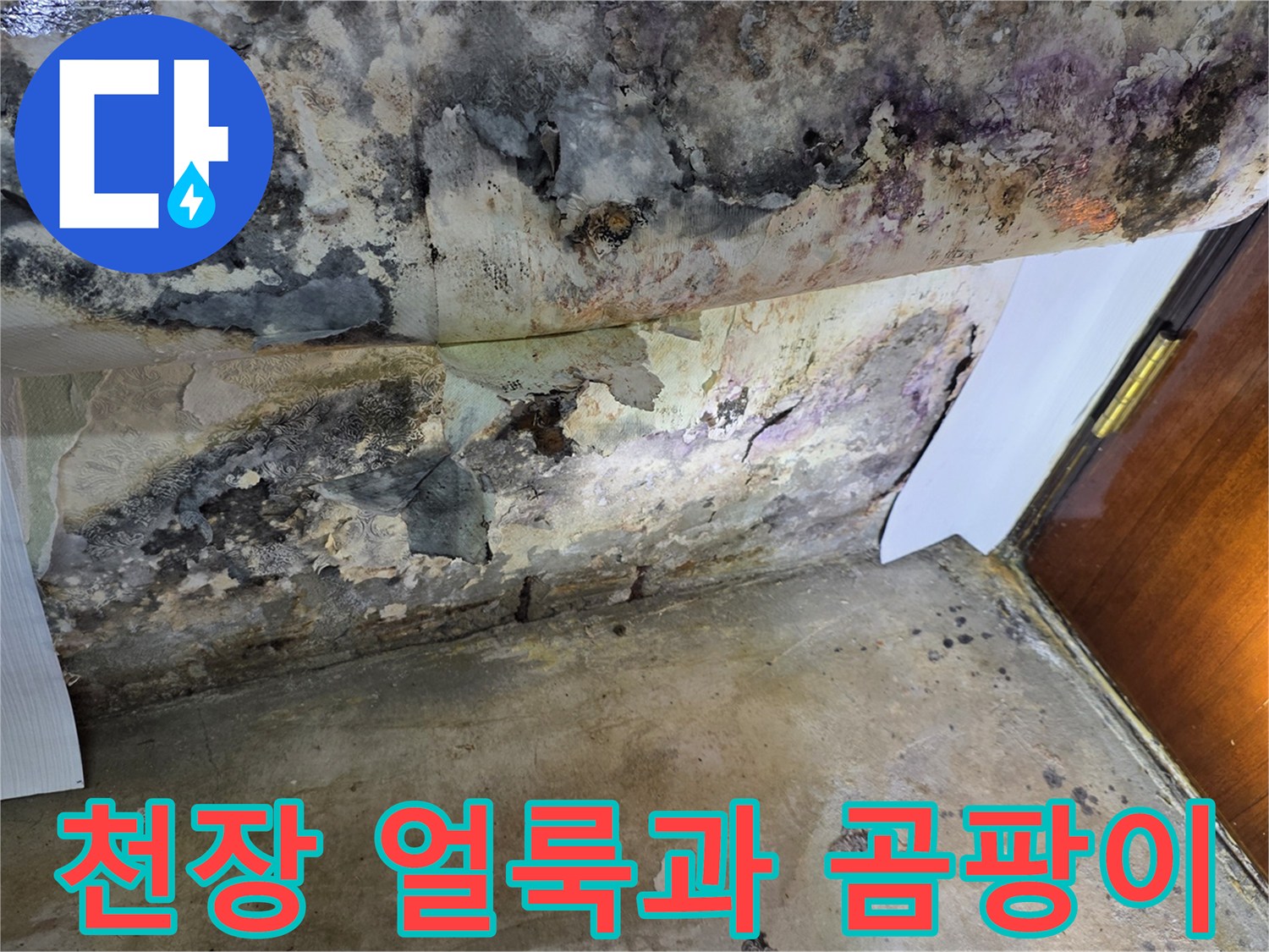 오염된 천장 표면 - 지속적인 물샘으로 인한 곰팡이 번식