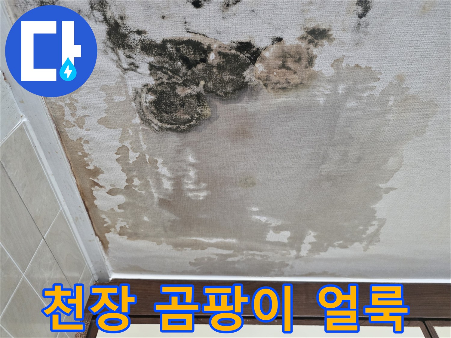 심각한-상태의-천장-곰팡이-및-얼룩