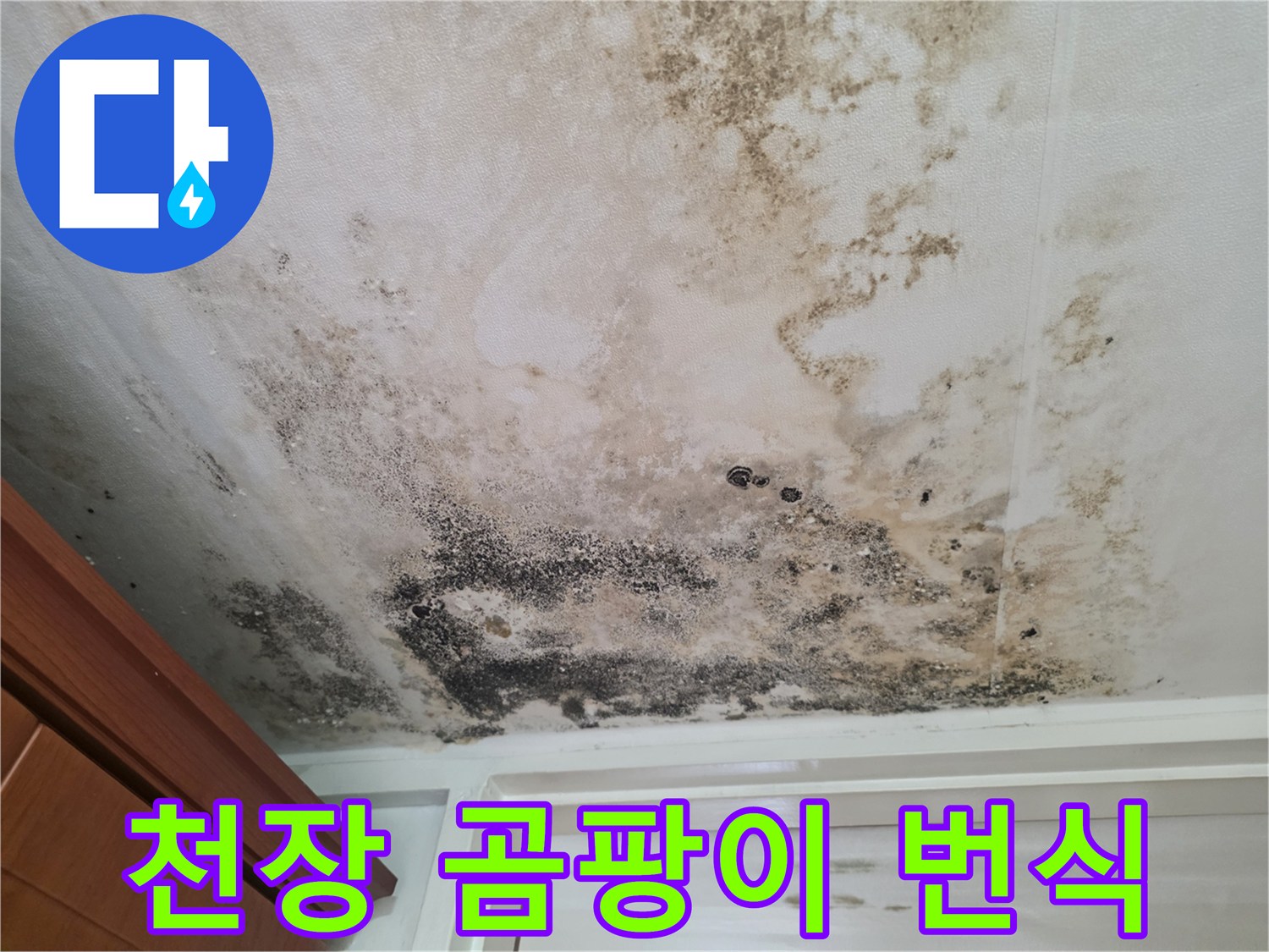 광범위하게 퍼진-천장 곰팡이 오염 부위