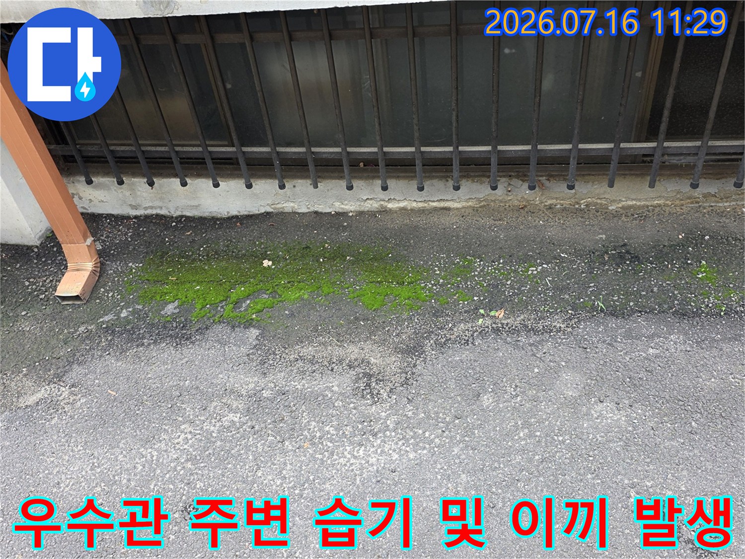 배출된 물이 배출되지 못하고 바닥에 고여 이끼를 형성한 우수관 부근