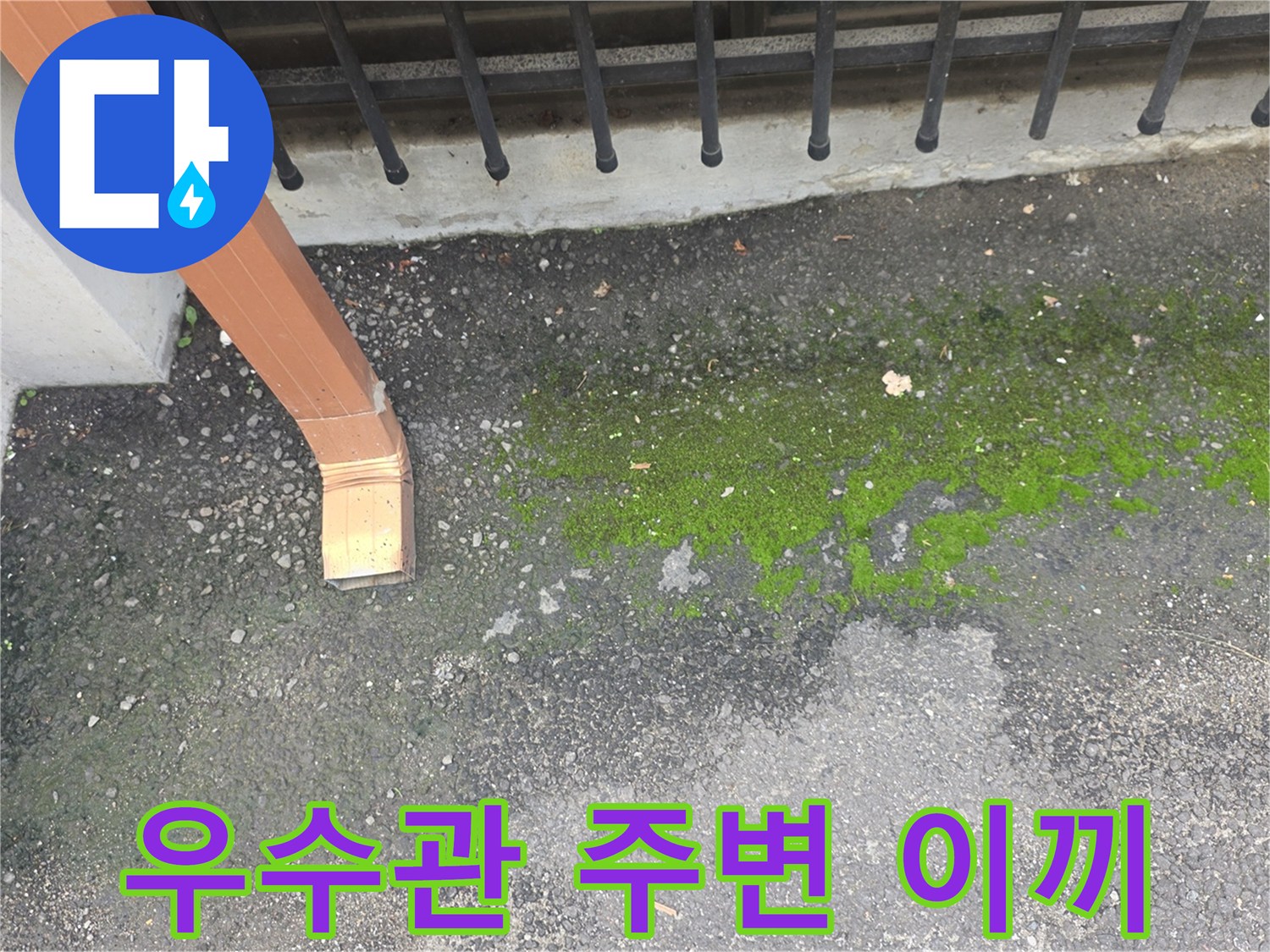 우수관-끝단-주변-지면의-이끼와-습기 상태