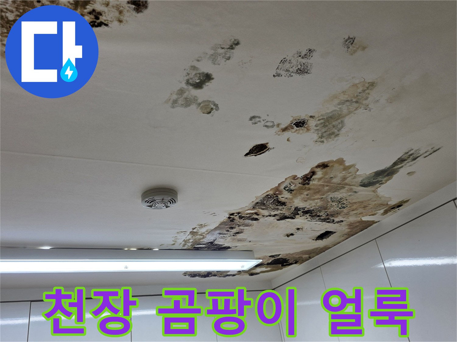 천장-벽지에-퍼진-검은색-곰팡이와-물얼룩-상태
