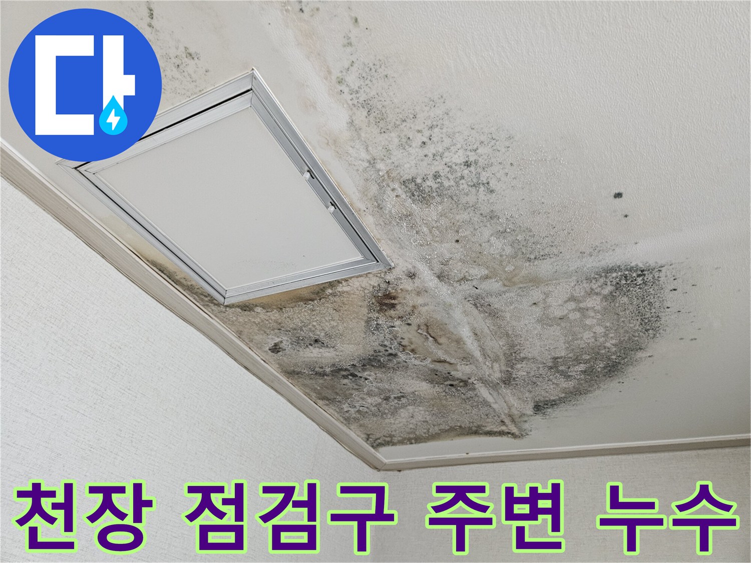 점검구 근처 천장 벽지에 나타난 검은색 곰팡이 오염 상태