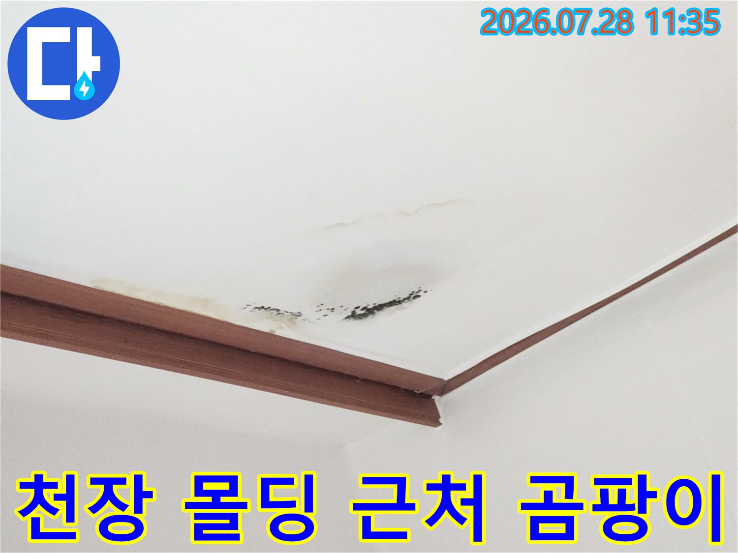 몰딩과 천장 경계 부위에 발생한 누수 및 곰팡이 오염