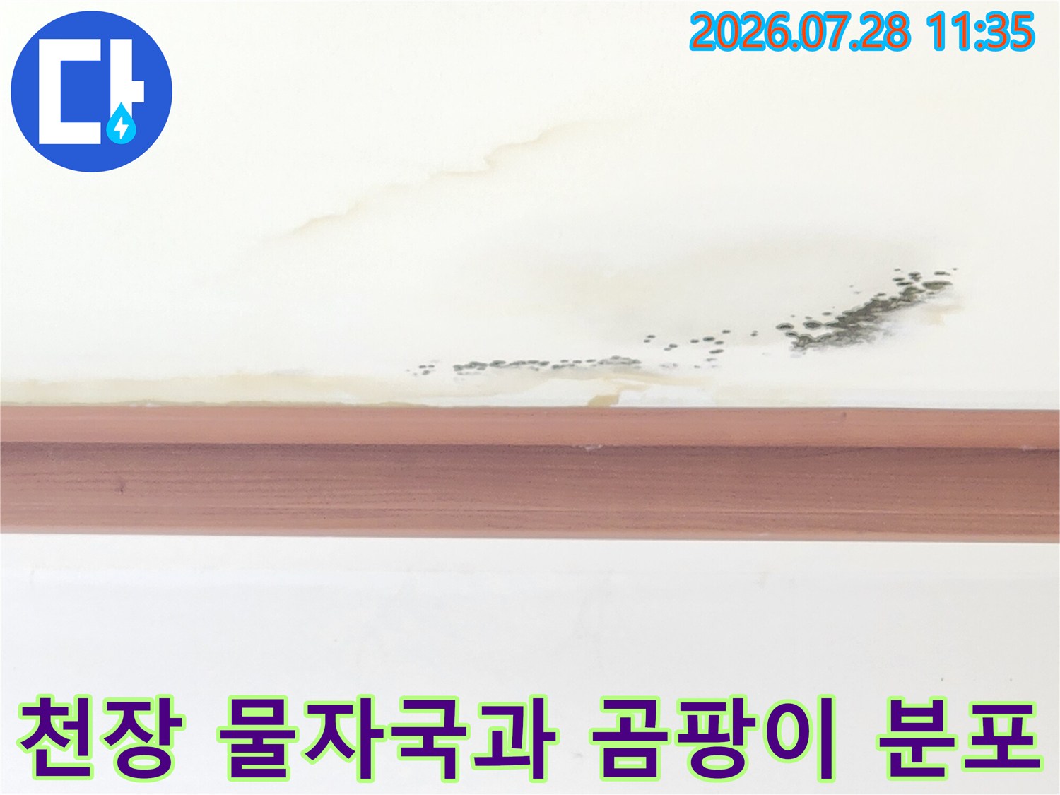 오염된 천장 면에 형성된 누수 관련 곰팡이와 수분 흔적
