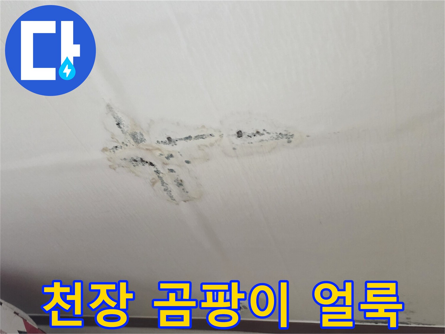 구미동 원룸-벽지 곳곳에 발생한 곰팡이와 변색