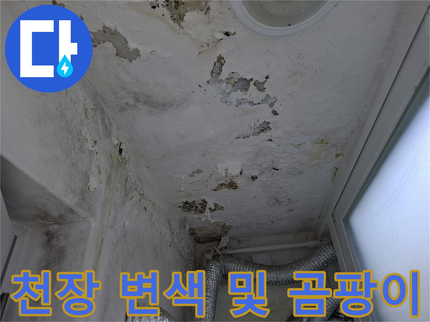 심한 변색과 곰팡이가 관찰되는 아랫집 천장 내부