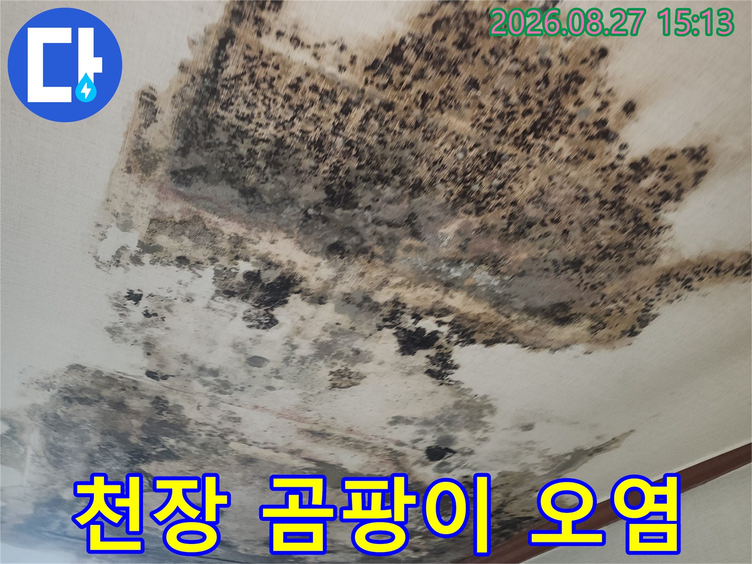 거실 천장 벽지에 발생한 대규모 누수 흔적과 곰팡이 분포