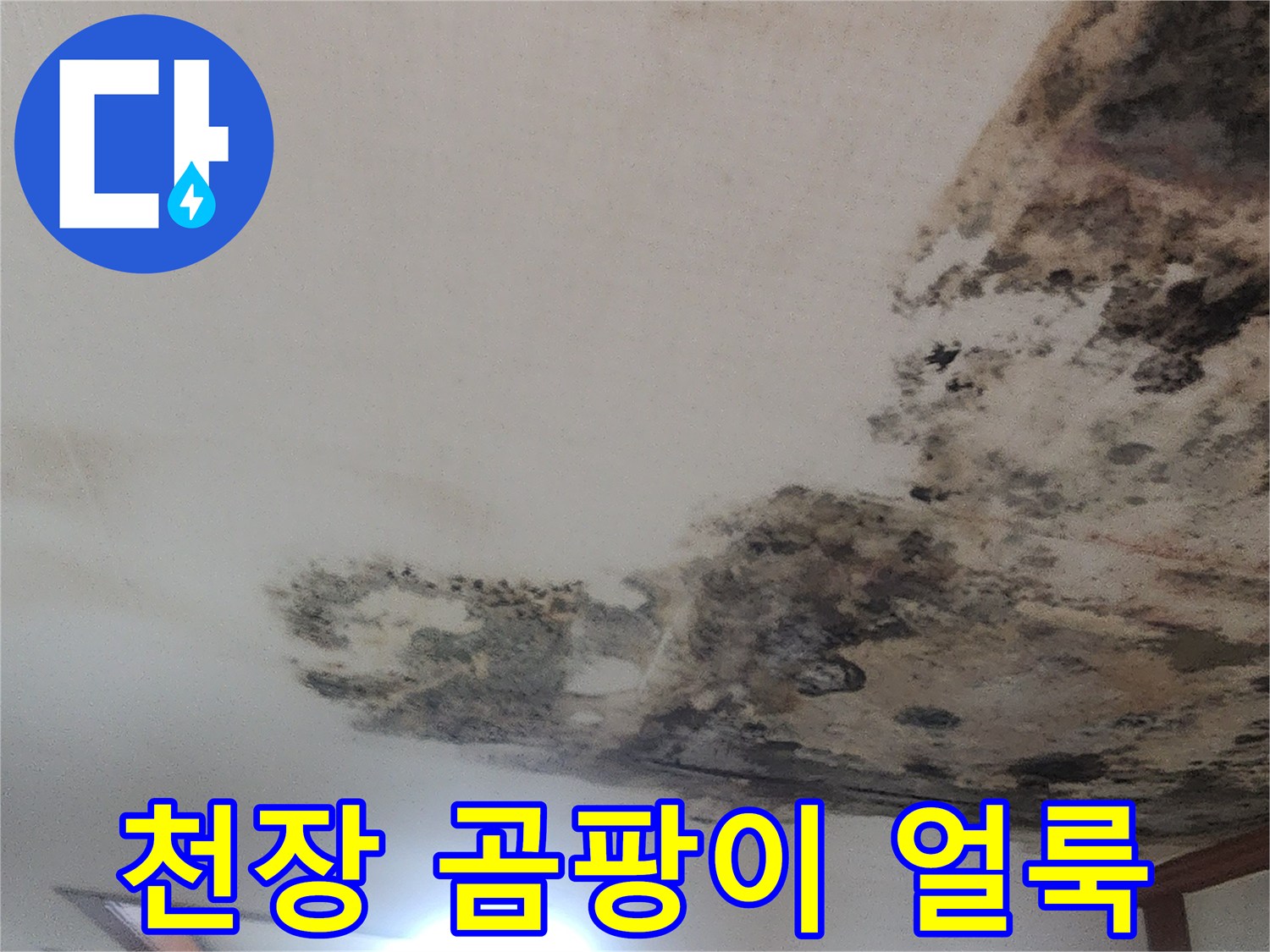 성북구 거실-천장 벽지 곰팡이 및 물샘 흔적 사진